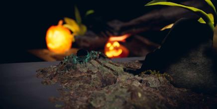 《蜘蛛体验》Relaxed spiders experience