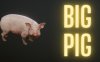 大猪猪（Big Pig）